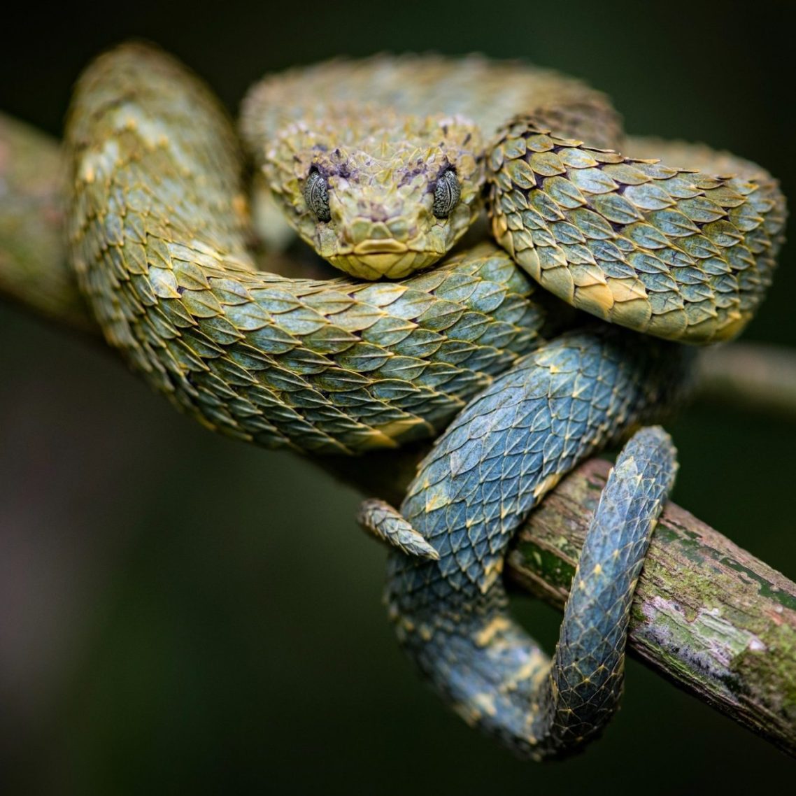 Photo credits @rawphael